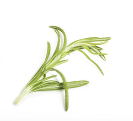 Fototapeta premium rosemary isolated