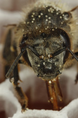 bee and flower