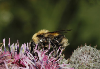 bee and flower