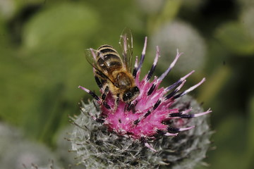 bee and flower