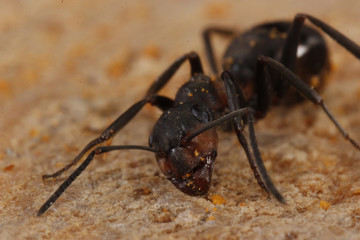 ant on wooden background