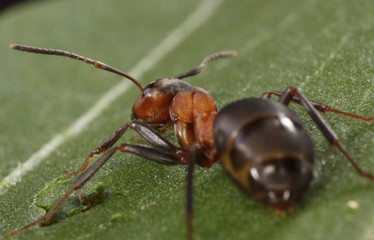 ant on leaf