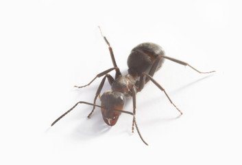 ant isolated