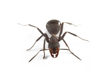 ant isolated