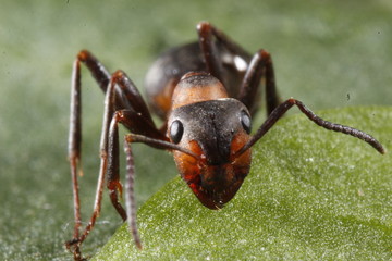 ant on green background