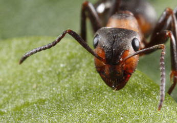 ant on green background