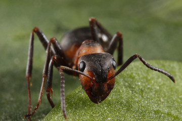 ant on leaf