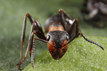 ant on green background
