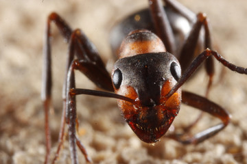 ant on wooden background