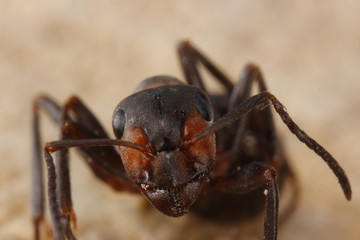 ant on wooden background