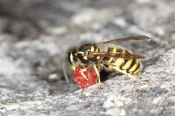 wasp