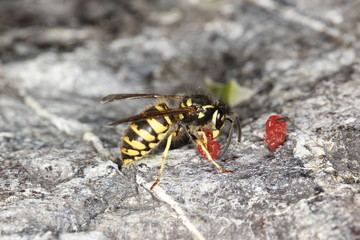 wasp