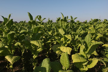 Tobacco Plantation