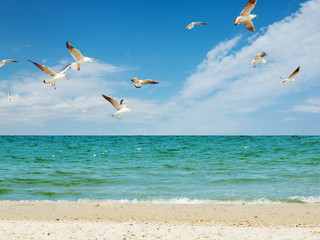 Fototapeta na wymiar Seagulls group fishing