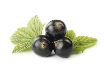 black currant isolated