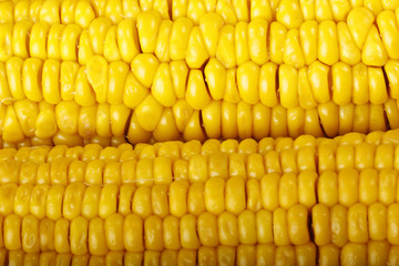 corn background