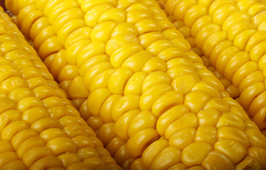 corn background