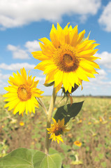 Flowers of a sunflower on a background of field and blue sky