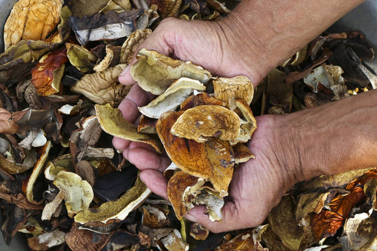 A lot of dried mushrooms. Elderly man holds in his hands a lot of good dried mushrooms.Mushroom boletus. Cep boletus