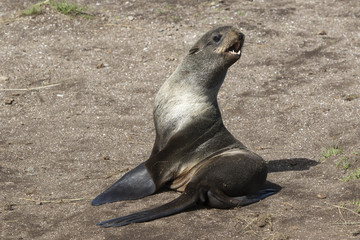 Fototapeta premium young northern fur seal sitting on the sand