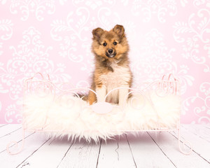 Cute shetland sheepdog collie puppy sitting in a pink bed in a bedroom setting