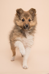Obraz premium Cute shetland sheepdog puppy lifting its paw at a soft background facing the camera