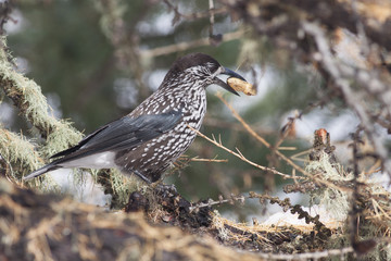 Bird eating peanut