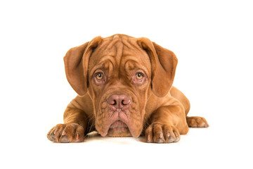 Cute bordeaux dogue lying on the floor with its head on the floor facing the camera isolated on a white floor