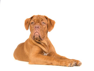Cute dogue de bordeaux  lying down seen from the sinde looking to the side isolated on a white background