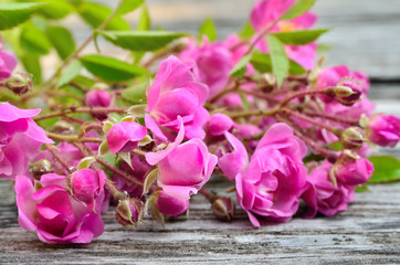 Bunch of pink roses on a wooden background