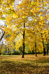 autumn chestnut trees