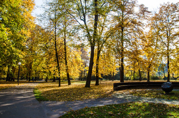 autumn chestnut trees in the park