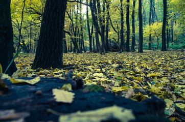autumn park image