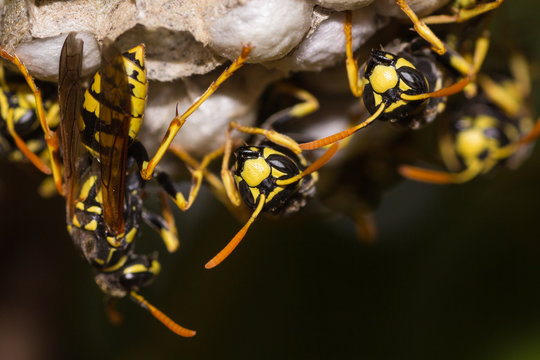 Avispa Papelera, Polistes dominula, protegiendo avispero
