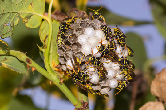 Avispa Papelera, Polistes dominula, protegiendo avispero