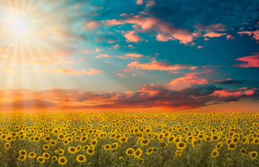 Landscape sunflower field