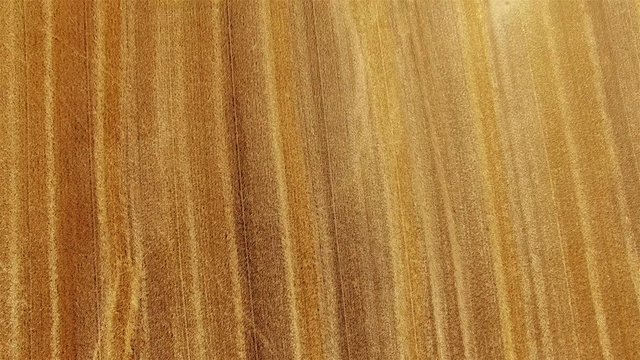 Flight over crop wheat or rye field with stook hay straw bales. Harvest agriculture farm rural aerial top view 4k video background. Bread production concept.