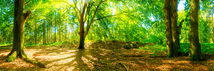 Lichtung im Wald mit großen Bäumen bei strahlendem Sonnenschei © Günter Albers