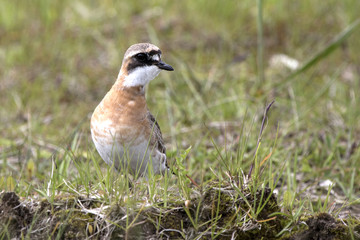 Lesser Sand Plover standing on the tundra summer day