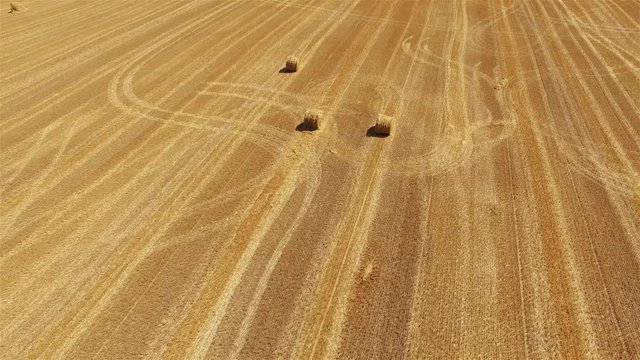 Flight over crop wheat or rye field with stook hay straw bales. Harvest agriculture farm rural panorama aerial 4k video. Bread production concept.