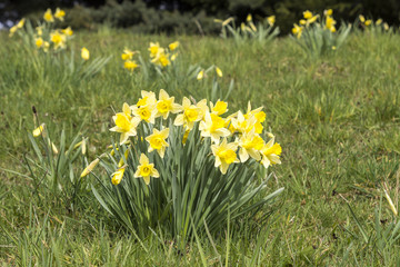 daffodils in full bloom on a meadow (Narcissus pseudonarcissus).