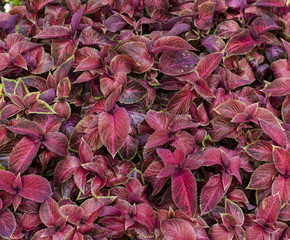 red  Perilla, Shiso. Texture, field of korean perilla sesame plants, red  Beefsteak plant's leaves