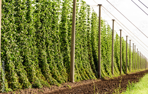 "Hopfenanbau in Deutschland" Stockfotos und lizenzfreie Bilder auf