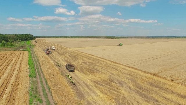 Farm machine in wheat rye field aerial view 4k video. Harvest agriculture rural landscape. Bread production concept: combine crops grain.