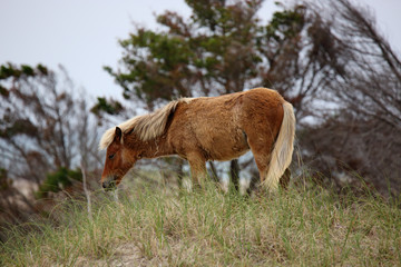 Four Wild Spanish mustangs of Shackleford Banks grazing on a dune