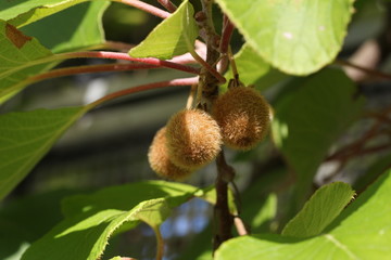 Kiwi fruit