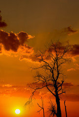 Obraz na płótnie Canvas Silhouette of dried tree with sunrise sky