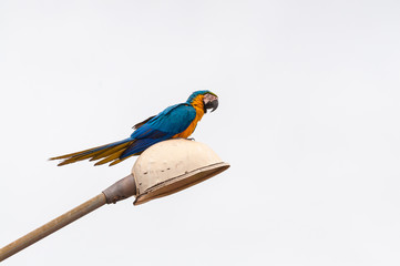 A beautiful blue and yellow macaw landed on a lamppost