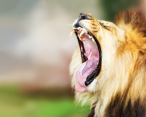 Lion With Mouth Wide Open