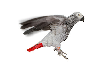 Parrot Flying in Air on White